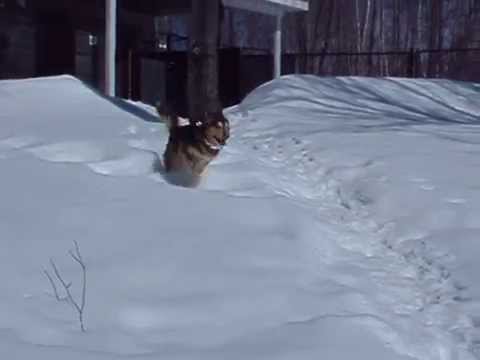 rescue dogs rock nyc Rodney (formerly Timber) is ADOPTED! Leg stretchin' Ear flappin' playtime