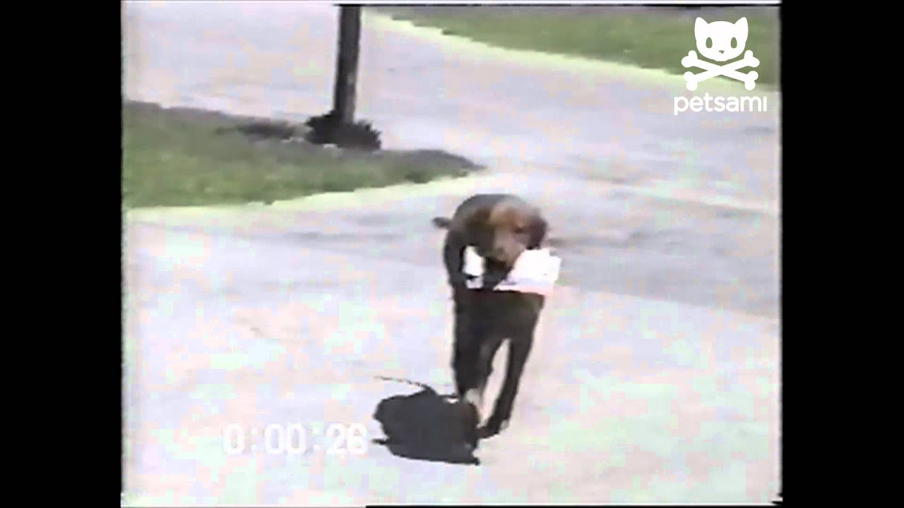 Dog retrieves mail from mailman