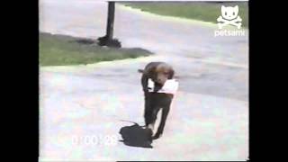Dog retrieves mail from mailman