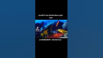 Cá chép KOI F1 đủ loại size 40 45 50cm, đủ dòng đủ loại đẹp **lh 0934539079