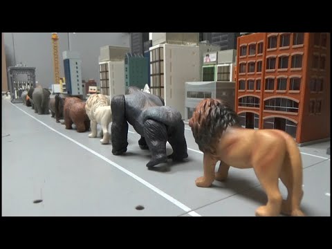 10마리 동물 철창 들어가기 10 animals enter <strong>cage</strong>