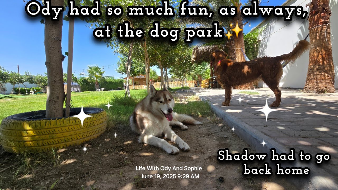 Dog Park Day With Ody & Shadow | Life With Siberian Huskies - YouTube