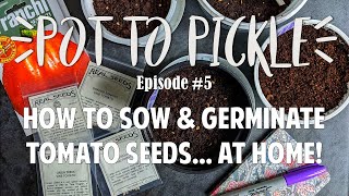 How To Sow &amp; Germinate Tomato Seeds... At Home! 🍅 #PotToPickle​ Ep.5