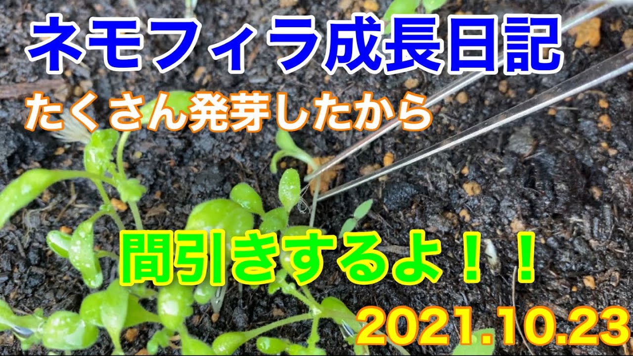 ネモフィラの芽を間引き Youtube