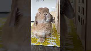 An Aunt Actually Said That This Rabbit Has A Square Face😭😭 Pet Rabbit With Lop Ears