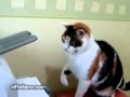 funny cat (angry with the printer)