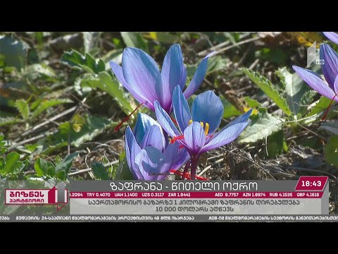 ზაფრანის პირველი ბაღი საქართველოში