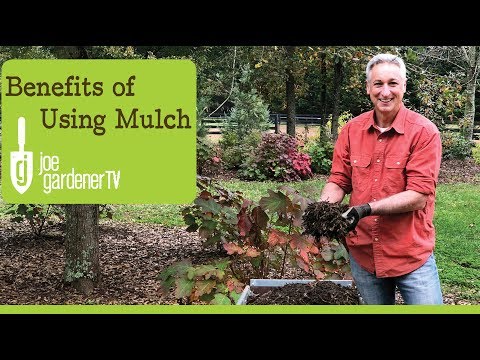 Video: Compost Mulch Benefits - Yuav Siv Compost Li Cas Rau Mulch Hauv Lub Vaj