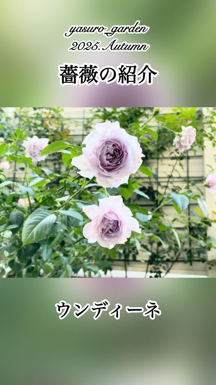 ウンディーネ【2025年秋 薔薇の紹介】 #rosé #rose #roses #flowers