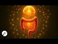 Darm-Harmonie: 292 Hz + 7 Hz Frequenzen für dein zweites Gehirn (Enterisches Nervensystem) Mp3 Song