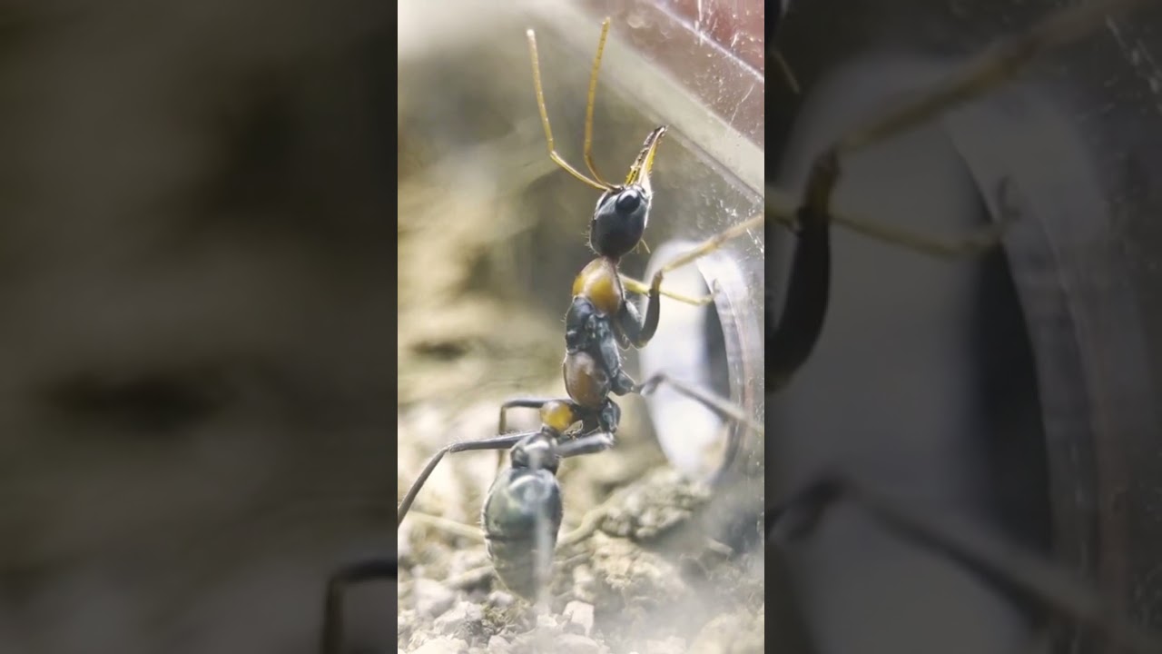 Viens vite découvrir cette espèce de folie 