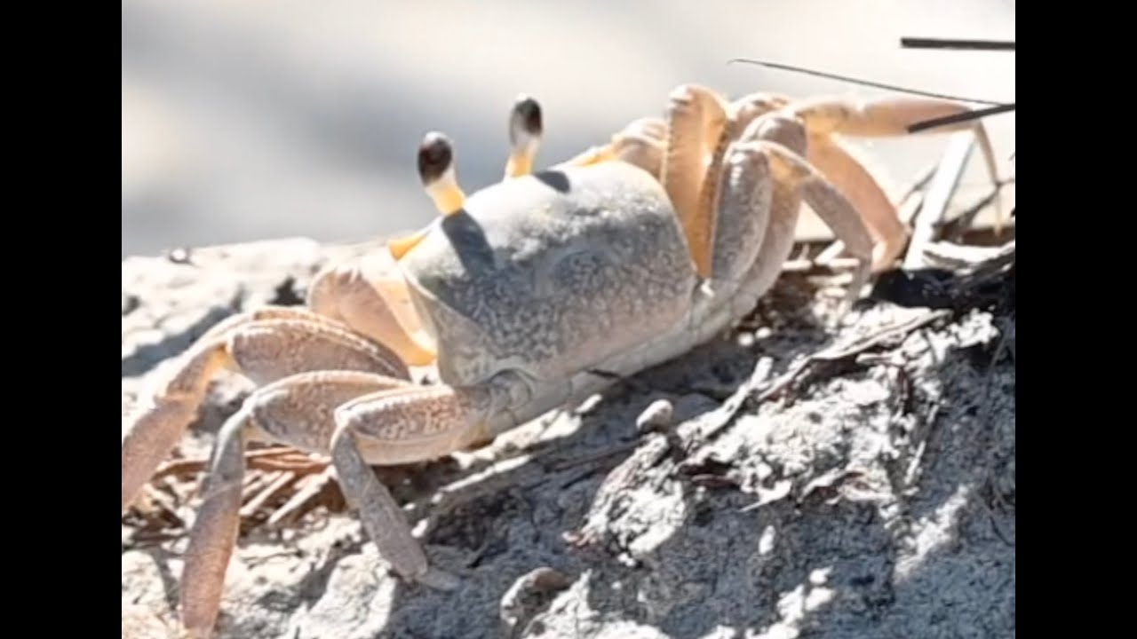 Ghost Crab
