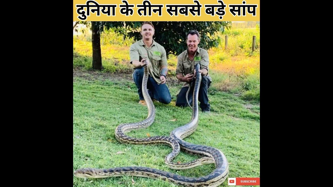 Змеи самуи фото दुनिया के तीन सबसे बड़े सांप / World Most Biggest Snake / #fact #short by #factos
