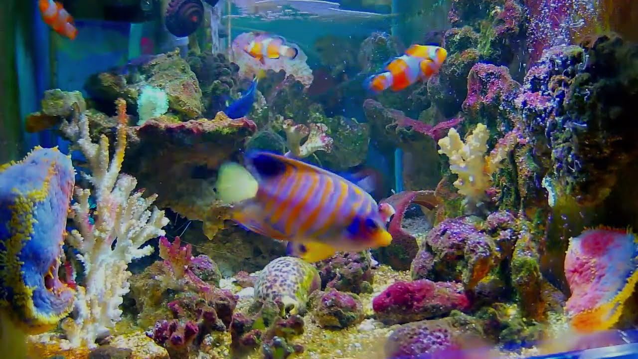水族館🥰癒し,心が疲れたときに🥰It's heartening to see this