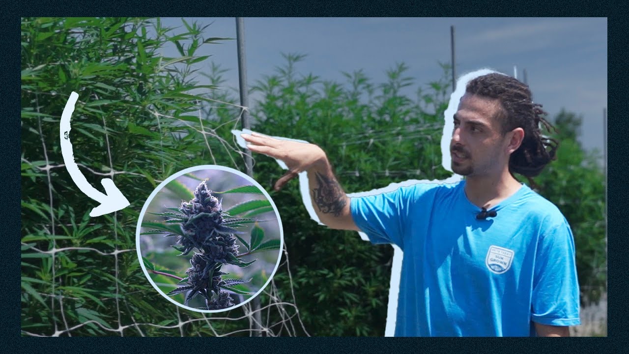 ¿Cuánto se gana cultivando marihuana en EE. UU. ? | Mi Bol$illo