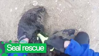 Kayaker Rescues Multiple Baby Seals Trapped in Netting