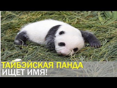 Новая тайбэйская панда ищет имя! (Осторожно! Зашкал мимимиметра!)