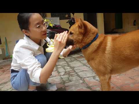 Video: Cách Dạy Chó đi Bên Cạnh Bạn