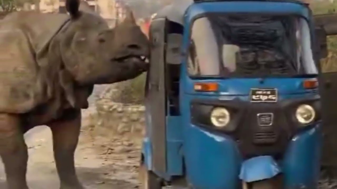 Wild Rhino on the Loose! Shocking Encounter on Public Road in Jaldapara.