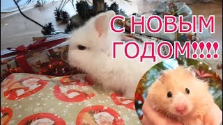 С НОВЫМ ГОДОМ!!! ЕГОРКА, ХОМКА И ДОМАШНИЕ ПИТОМЦЫ!!! Для детей! С НОВЫМ ГОДОМ!!! ЕГОРКА, ХОМКА И ДОМАШНИЕ ПИТОМЦЫ!!! Для детей!