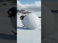 The Penguin’s Runaway Snowball Delivery Mission #Funny #Joyful #Heartwarming #Penguin #PixarStyle