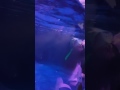 The Deep Penguin 