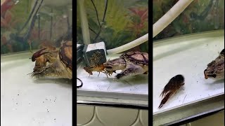 Snapping Turtle VS Lobster live feeding