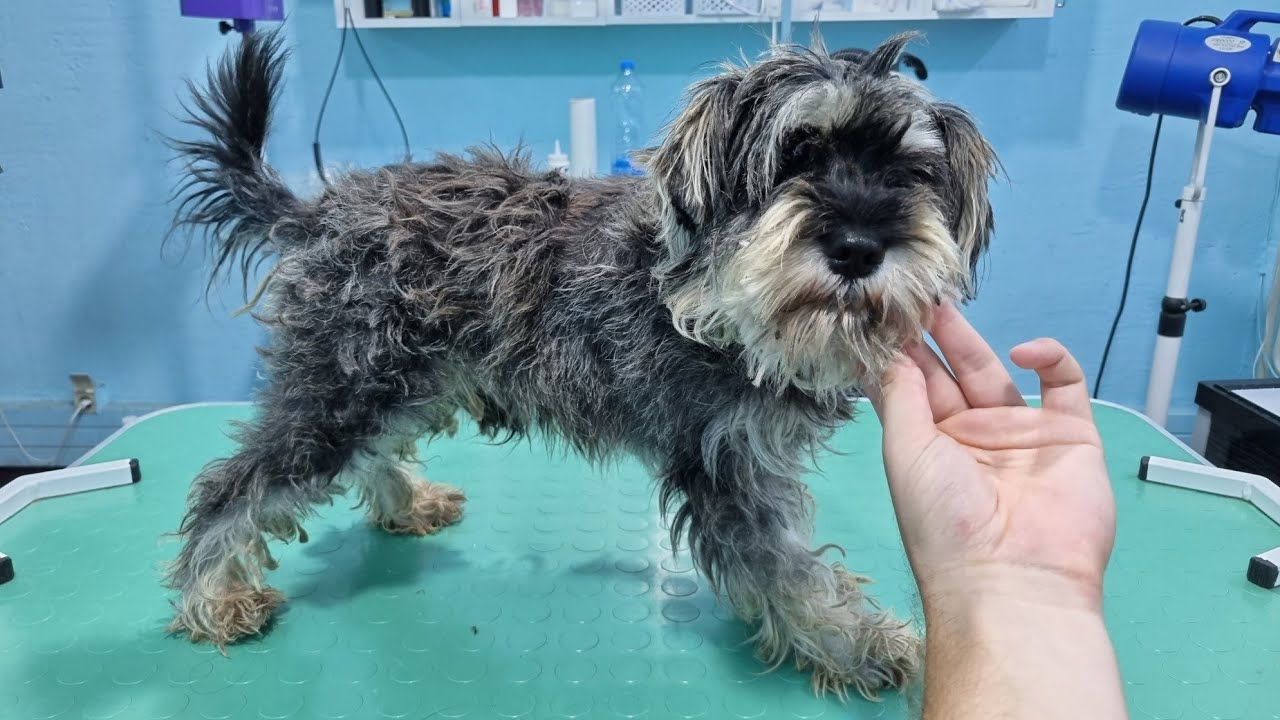 Grooming A Schnauzer Noone Wanted To Take Care Of YouTube