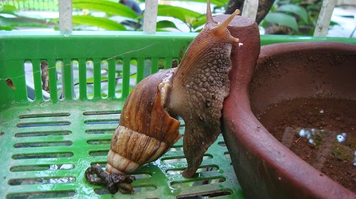The biggest snail of the world has been found