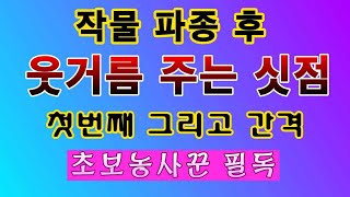 [텃밭농부. 1,380] 작물 파종 후 웃거름 주는 싯점. 초보 농사꾼은 필독!