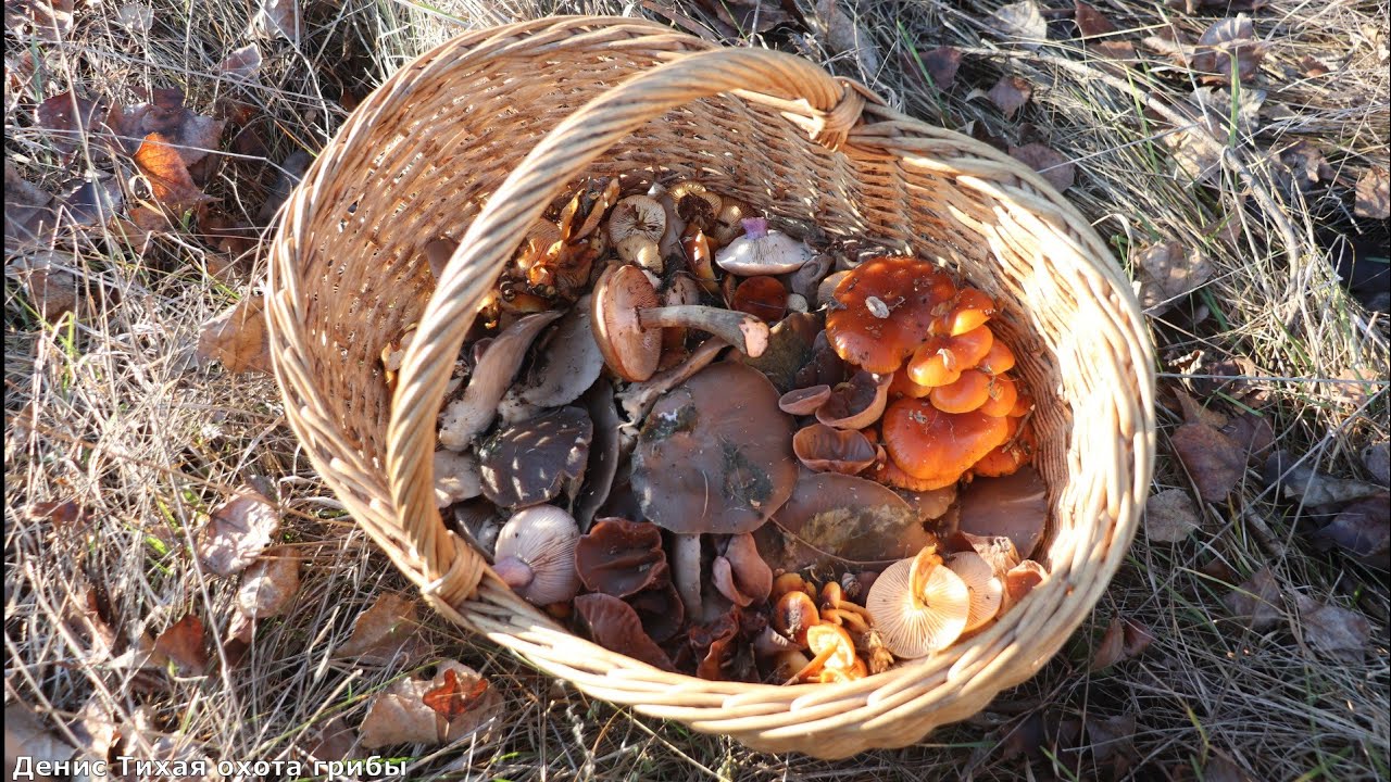 Сбор зимних грибов | опята, вешенка и иудино ухо