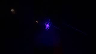 Crack Spiders They Fall From My Trees And Build Massive spiderwebs  spiderweb