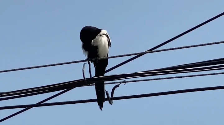 Korean national bird magpie(까치) - DayDayNews