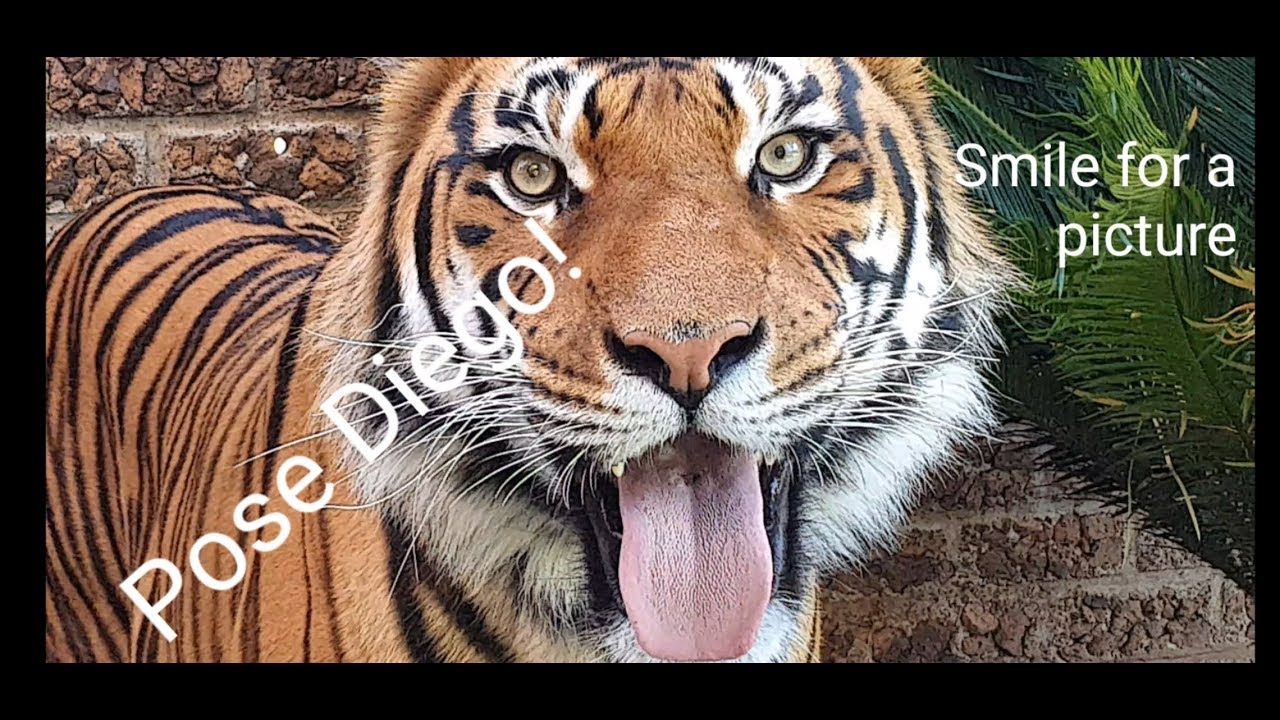 The tigers gets a ponytail !