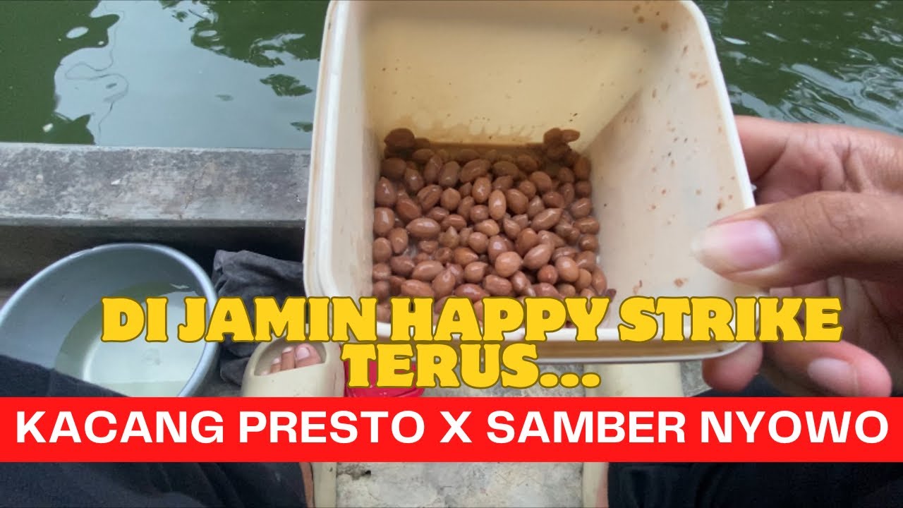 Tiada Matinya ‼️Gacor Parah Umpan Kacang Presto Galatama Ikan Bawal