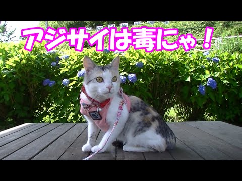 可愛い画像 Neko-kichi's big watermelon search part3