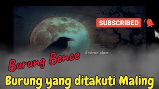 BURUNG BENCE | BURUNG MALAM YANG DITAKUTI MALING