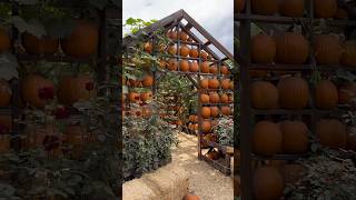 Live Oak Canyon is now open 🎃 #pumpkin #pumpkinpatch #halloween