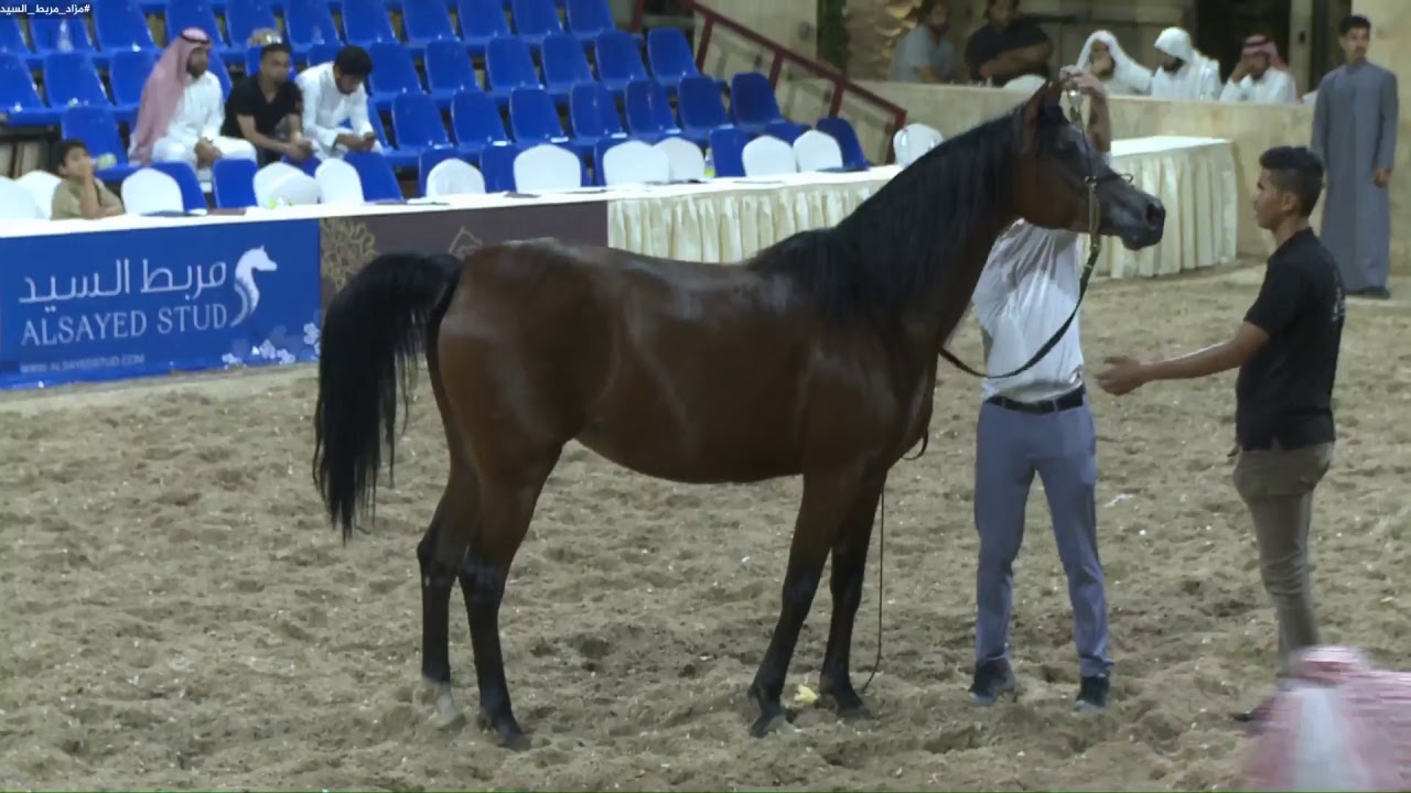 البث المباشر  #مزاد_مربط_السيد 2018