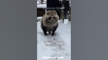 Discovering the Magic of Tanuki • Japan