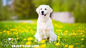 Relaxing music for dogs when home alone🐶🏠Anti Anxiety Music For Dogs 🐶 Dog Stress Relief Music🎵