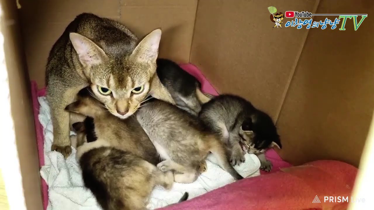 어미가 새끼고양이 부르는 소리