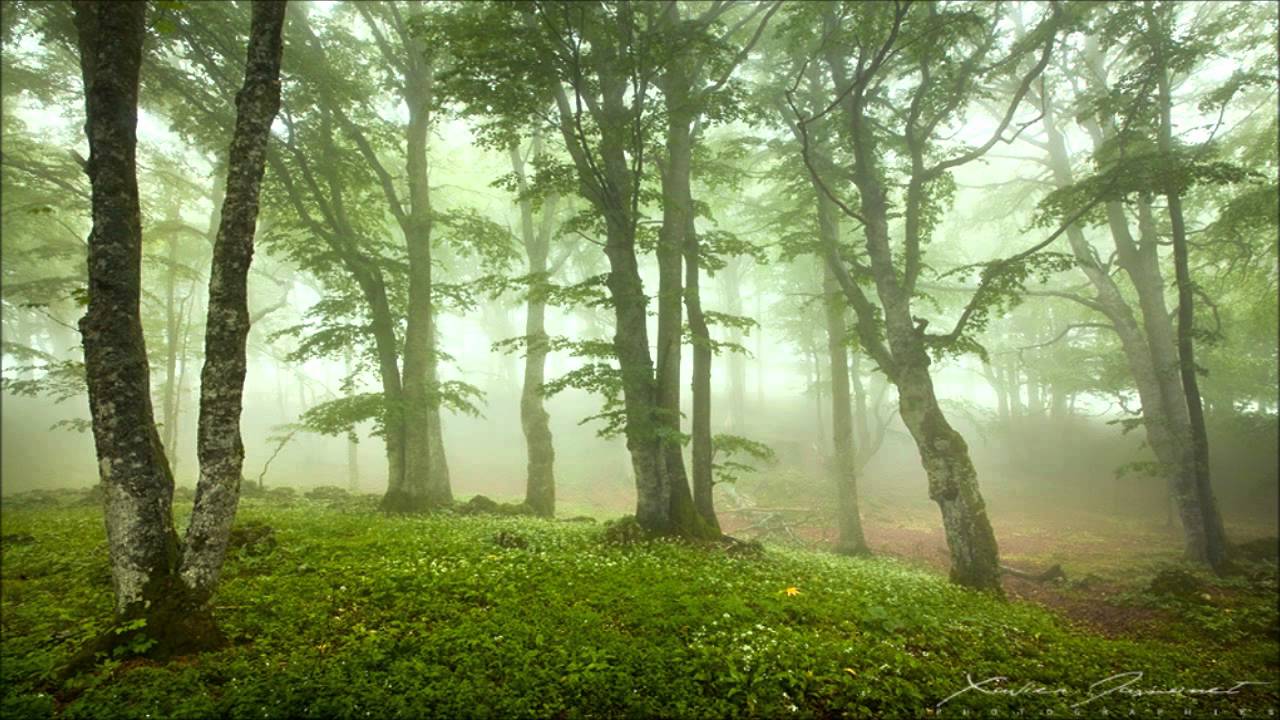 Theory - Jungle Soul