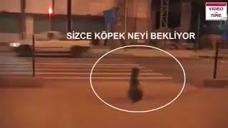 Hayvanlardan Ders Almak Lazım