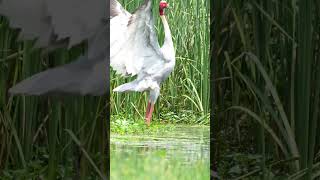 Sarus Crane Dancing