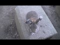 宝登山小動物公園 の動画、YouTube動画。