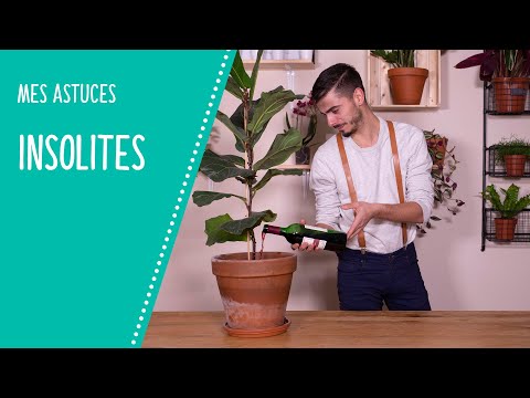 Vidéo: Conseils pour transformer les plantes d'intérieur : pourquoi une plante d'intérieur se penche vers la lumière