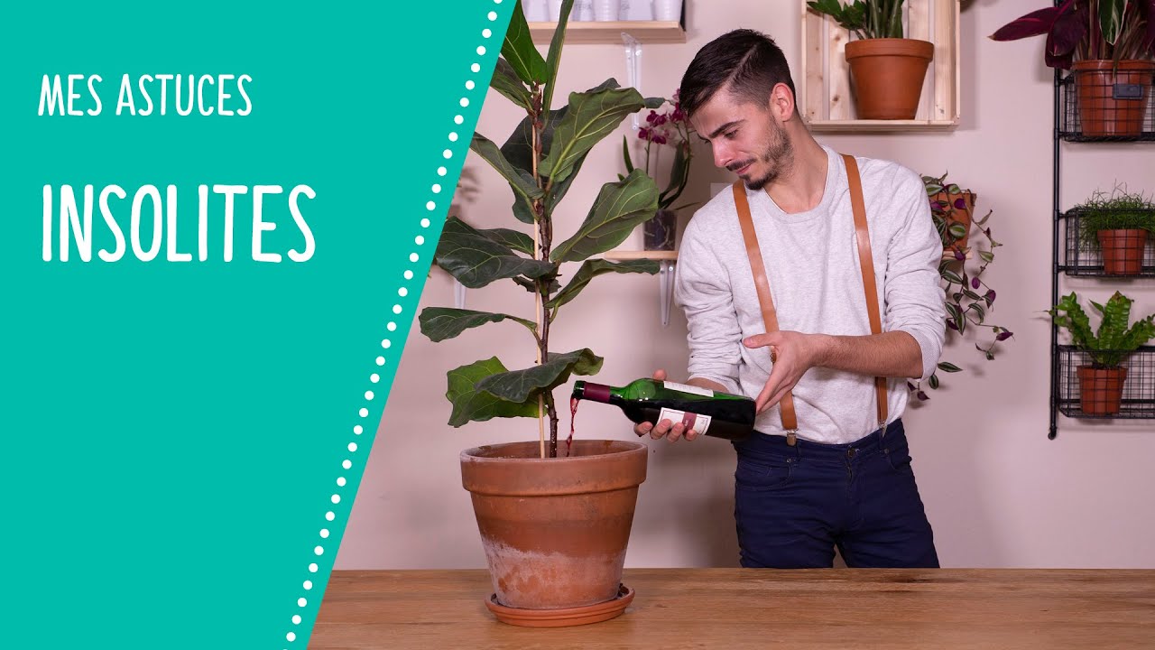 5 astuces pour réussir les plantes d'intérieur - Gamm vert