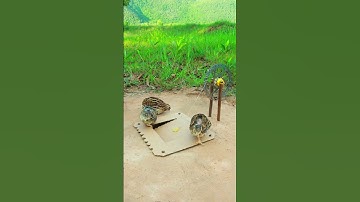 Simple, easy ground bird trap, quail trap #shorts
