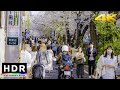 【4K HDR】Tokyo Cherry Blossoms 2021 - Meguro River at Naka-meguro - Japan Sakura